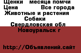 Щенки 4 месяца-помчи › Цена ­ 5 000 - Все города Животные и растения » Собаки   . Свердловская обл.,Новоуральск г.